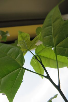 Brachychiton discolor - brachychiton - tříletý semenáček